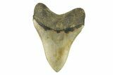 Serrated, Fossil Megalodon Tooth - Beautiful Preservation #272796-2